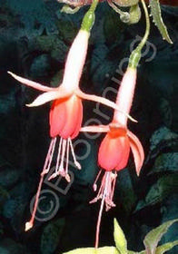 Fuchsia 'Joan Cooper'