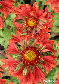 Gaillardia 'El Fuego'