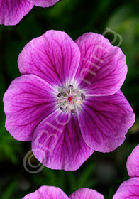 Geranium sanguineum 'Elke'