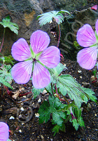 Geranium Sweet Heidy