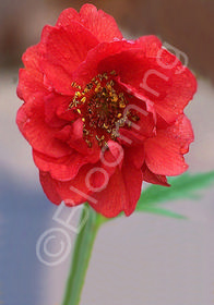 Geum flore pleno 'Blazing Sunset'