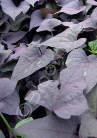 Ipomoea batatas 'Sweet Caroline Bewitched Purple'