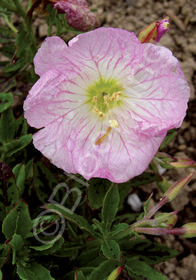 Oenothera berlandieri Twilight ('Turner01')
