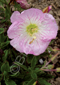 Oenothera speciosa 'Twilight'