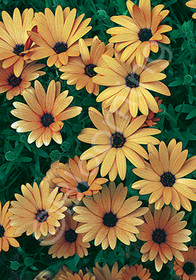 Osteospermum ecklonis 'Serenity Sunburst'