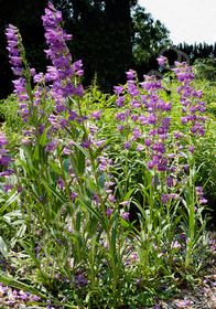 Penstemon x barbatus 'Prairie Dusk'