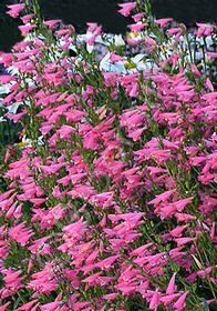 Penstemon x barbatus 'Elfin Pink'