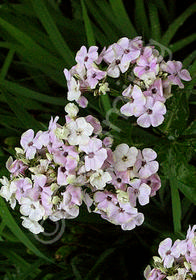 Phlox paniculata 'Sherbet Cocktail'