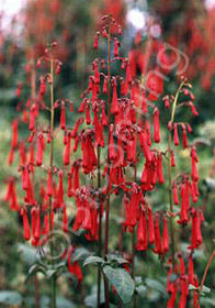 Phygelius x rectus Cherry Ripe ('Blacher')