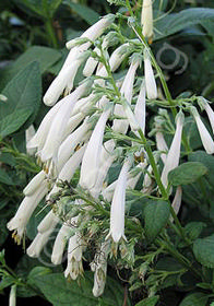 Phygelius 'Croftway Snow Queen'