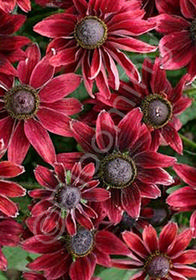 Rudbeckia hirta 'Cherry Brandy'