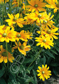 Rudbeckia hirta 'Irish Eyes'