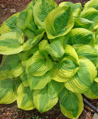 Hosta Summer Breeze