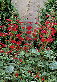 Salvia roemeriana 'Hot Trumpets'