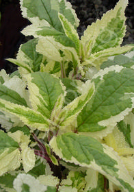 Scrophularia auriculata 'Variegata'