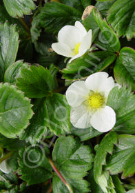 Fragaria chiloensis