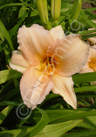 Hemerocallis 'Longfield's Beauty'