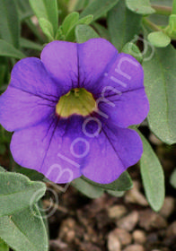 Calibrachoa 'MiniFamous Purple' 