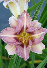 Hemerocallis 'Longfield's Glory'