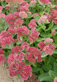 Sedum 'Munstead Dark Red'