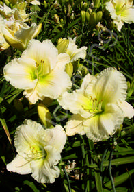 Hemerocallis 'Cool It'