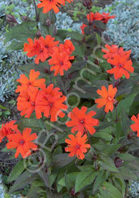 Lychnis x arkwrightii 'Orange Gnome'