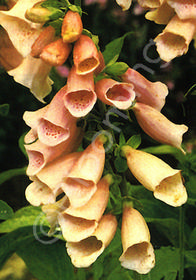 Digitalis purpurea 'Apricot'