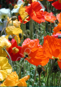 Papaver nudicaule Garden Gnome'