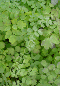 Thalictrum minus 'Adiantifolium'