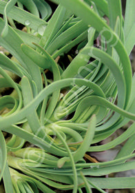 Allium senescens 'Glaucum'