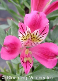 Alstroemeria 'Pacific Sunset Hybrids'             