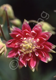 Aquilegia vulgaris 'Nora Barlow'