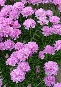 Armeria 'Victor Reiter'