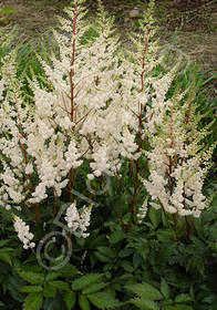 Astilbe x arendsii 'Bridal Veil'