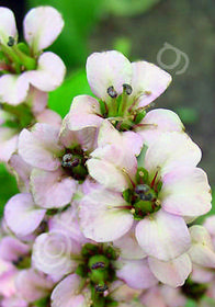 Bergenia 'Glockenturm'