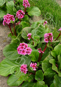Bergenia 'Morgenrote' (Morning Red)