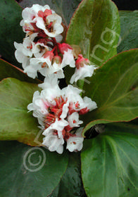 Bergenia 'Silberlicht'