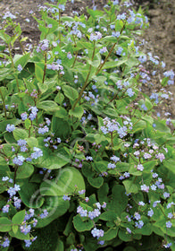 Brunnera macrophylla