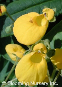 Calceolaria falklandica                 