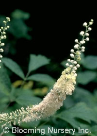 Cimicifuga simplex 'White Pearl'