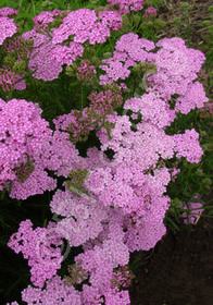 Achillea millefolium 'Appleblossom'