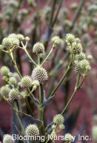 Eryngium yuccifolium                              