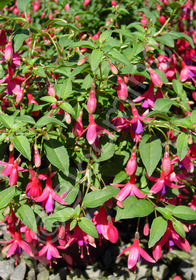 Fuchsia 'Tom Thumb'