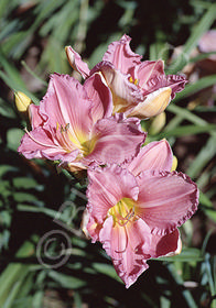 Hemerocallis 'American Folklife'