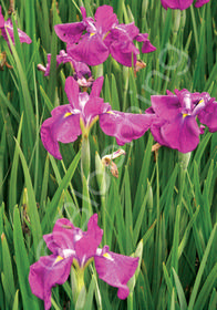 Iris ensata 'Cry of Rejoice'