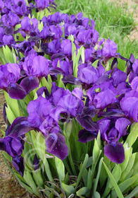 Iris pumila 'Deep Purple'