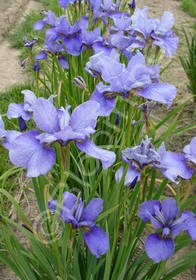 Iris sibirica 'Bountiful Violet'