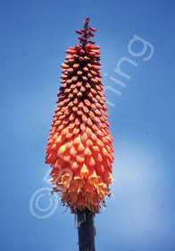 Kniphofia x hybrida 'Alcazar'