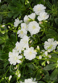 Lewisia cotyledon 'Alba'