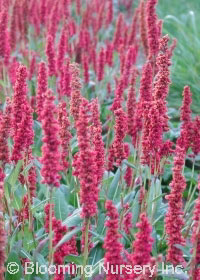 Persicaria affinis 'Darjeeling Red'          